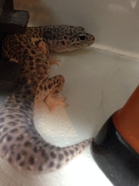 f:id:leopa0619:20141120235343j:plain f:id:leopa0619:20141120235343j:plain