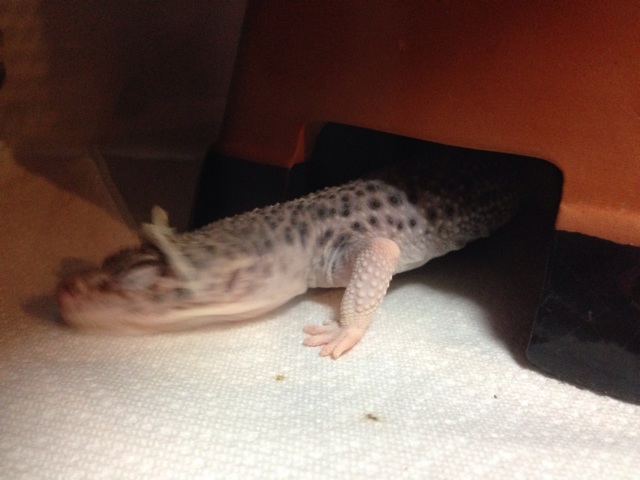 f:id:leopa0619:20141120235557j:plain f:id:leopa0619:20141120235557j:plain