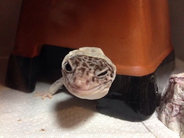 f:id:leopa0619:20141120235658j:plain f:id:leopa0619:20141120235658j:plain