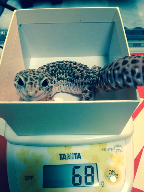 f:id:leopa0619:20141220024208j:plain f:id:leopa0619:20141220024208j:plain