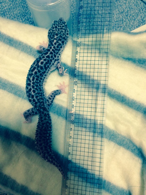 f:id:leopa0619:20141220024247j:plain f:id:leopa0619:20141220024247j:plain