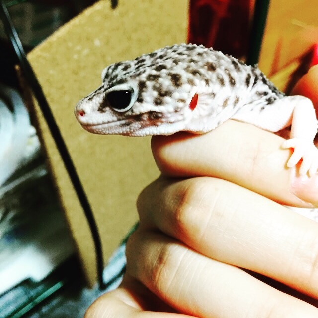 f:id:leopa0619:20150508004645j:image f:id:leopa0619:20150508004645j:image