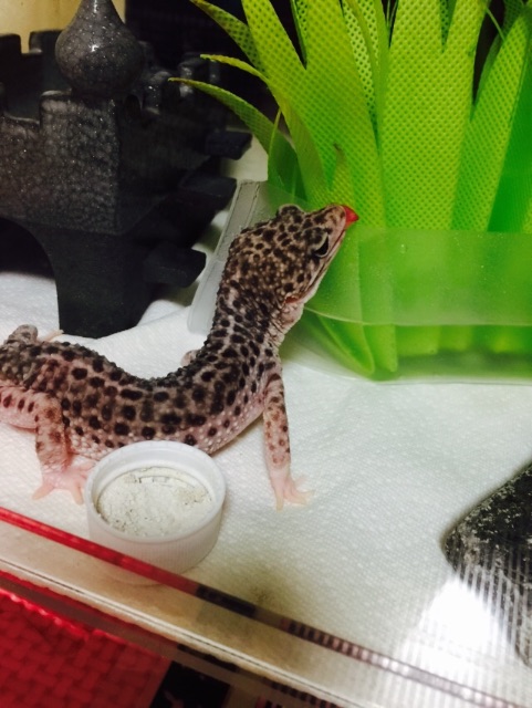 f:id:leopa0619:20150508004702j:image f:id:leopa0619:20150508004702j:image