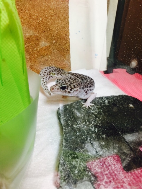 f:id:leopa0619:20150715005129j:image f:id:leopa0619:20150715005129j:image