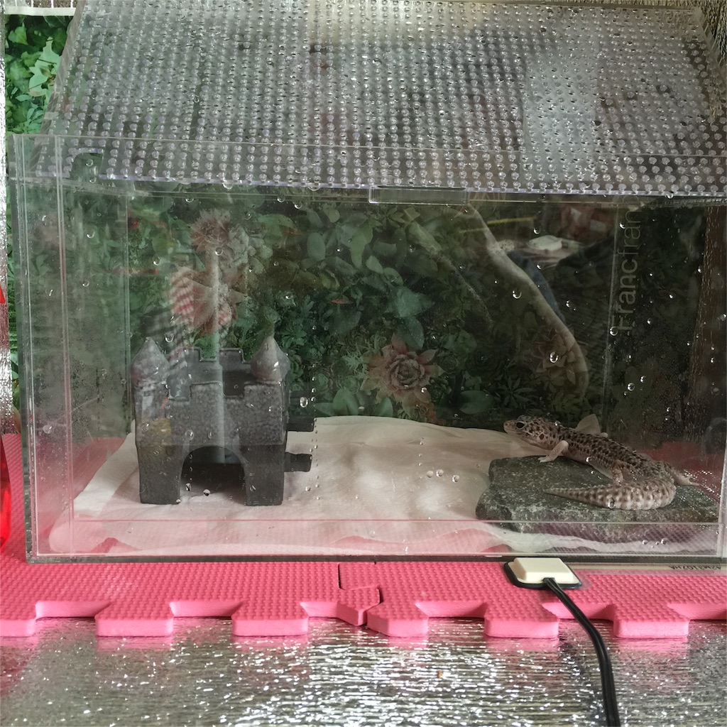 f:id:leopa0619:20160612164217j:image f:id:leopa0619:20160612164217j:image