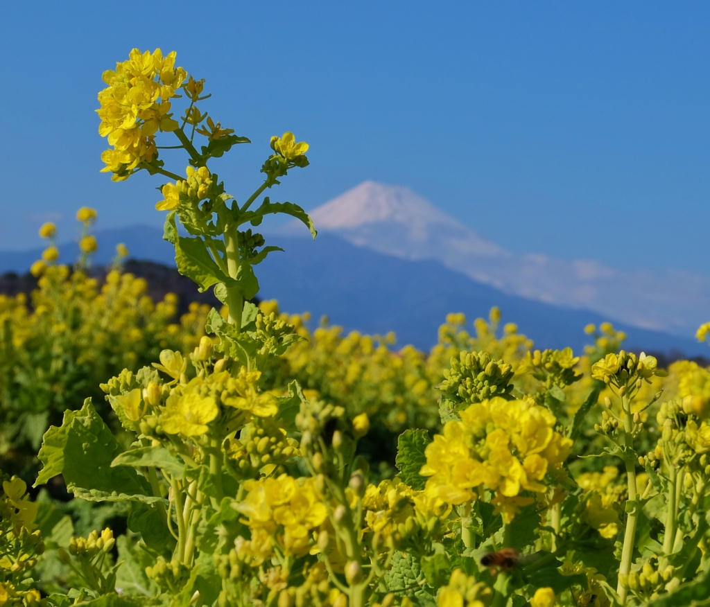 f:id:ley-line:20160211173246j:plain