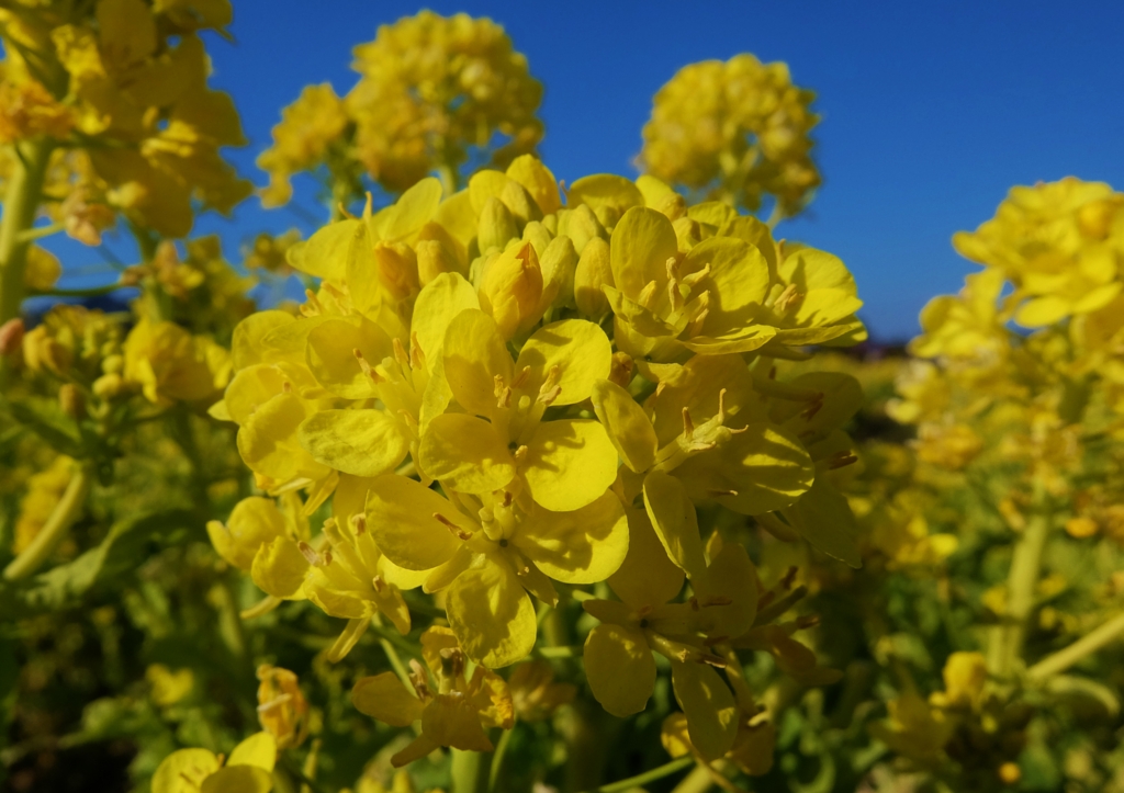 f:id:ley-line:20160211173330j:plain