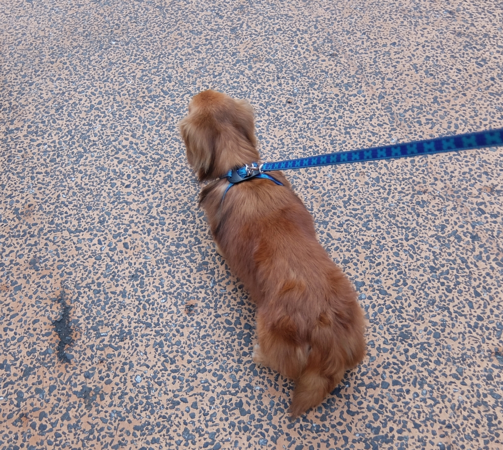 f:id:ley-line:20160414220505j:plain