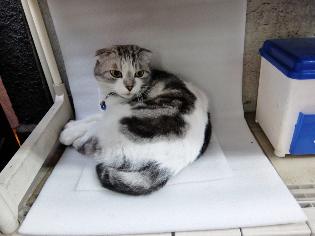 f:id:ley-line:20160414221153j:plain