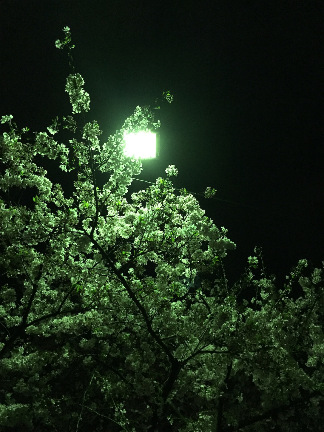 f:id:lgbttokoya:20160408095533j:image f:id:lgbttokoya:20160408095533j:image