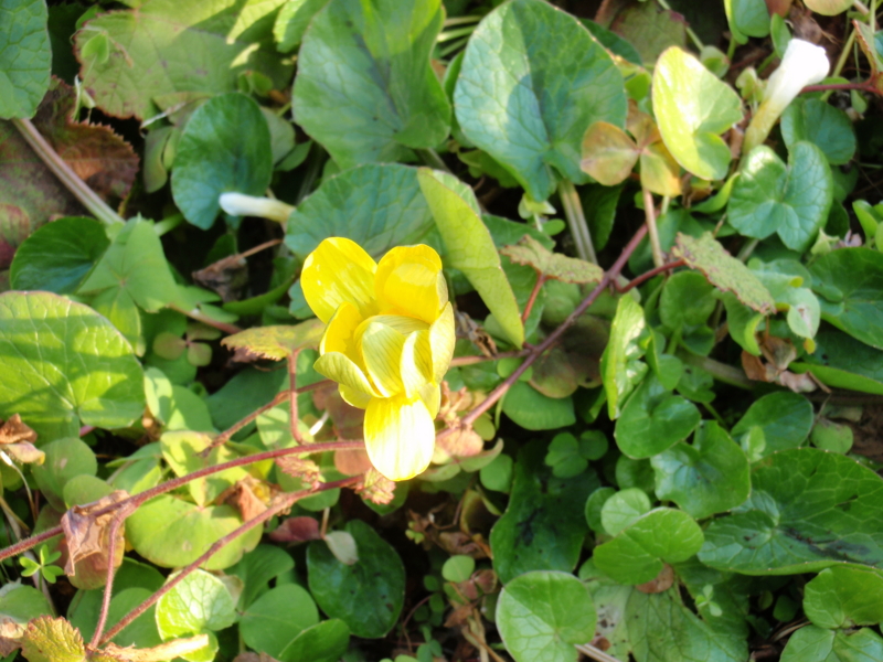 f:id:libertyhouse:20150204161442j:plain f:id:libertyhouse:20150204161442j:plain