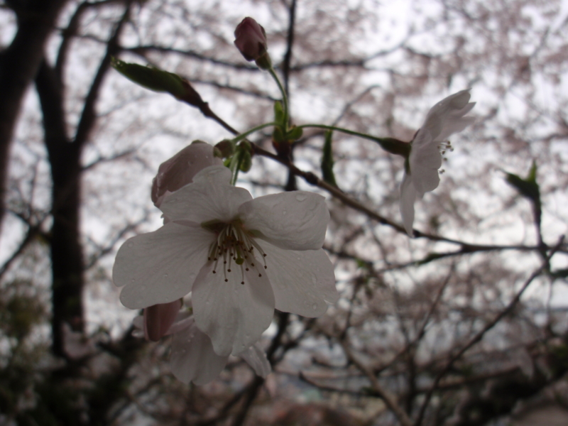 f:id:libertyhouse:20150401102500j:plain f:id:libertyhouse:20150401102500j:plain