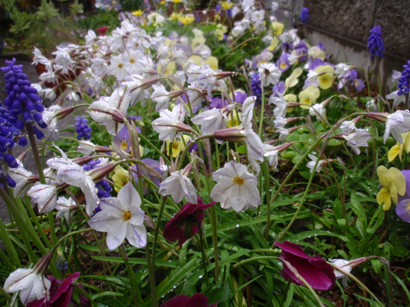 f:id:libertyhouse:20150401102522j:plain f:id:libertyhouse:20150401102522j:plain