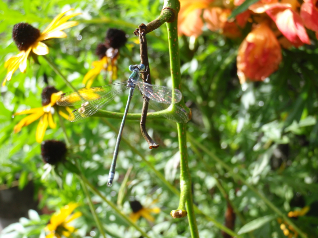 f:id:libertyhouse:20150901163331j:plain f:id:libertyhouse:20150901163331j:plain