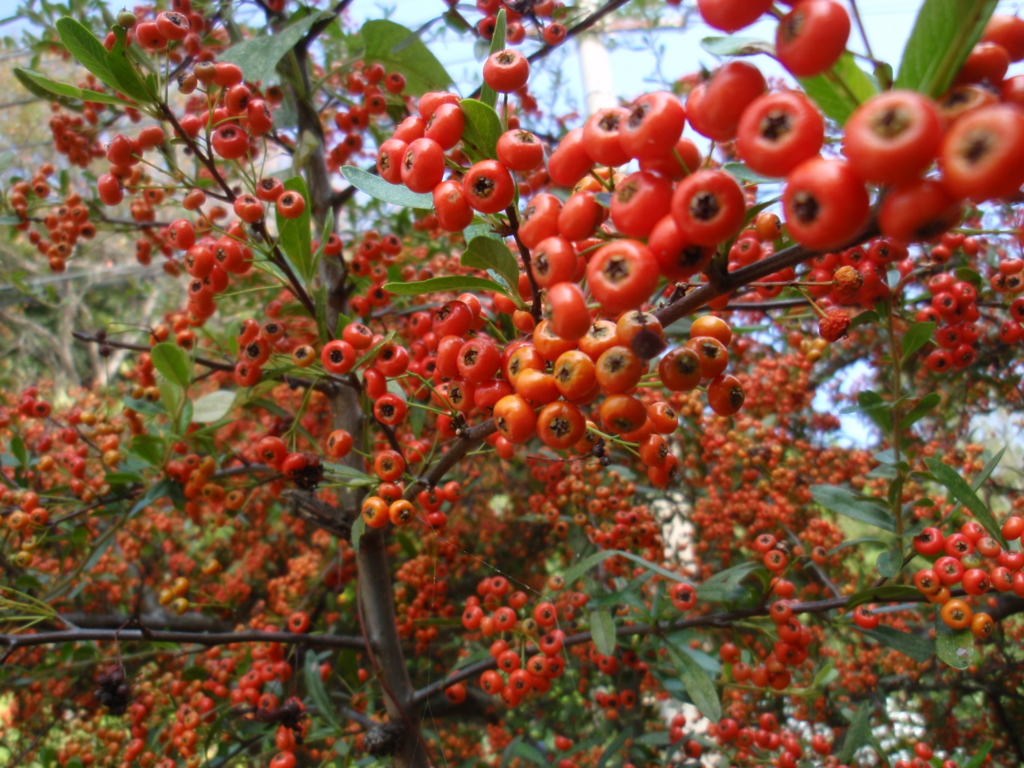 f:id:libertyhouse:20151021101150j:plain f:id:libertyhouse:20151021101150j:plain