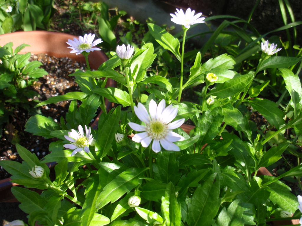 f:id:libertyhouse:20160422093519j:plain f:id:libertyhouse:20160422093519j:plain