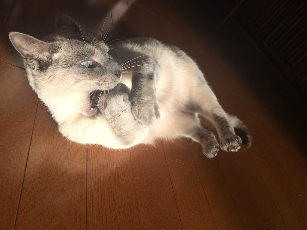 f:id:littledumbo:20160202231545j:image f:id:littledumbo:20160202231545j:image