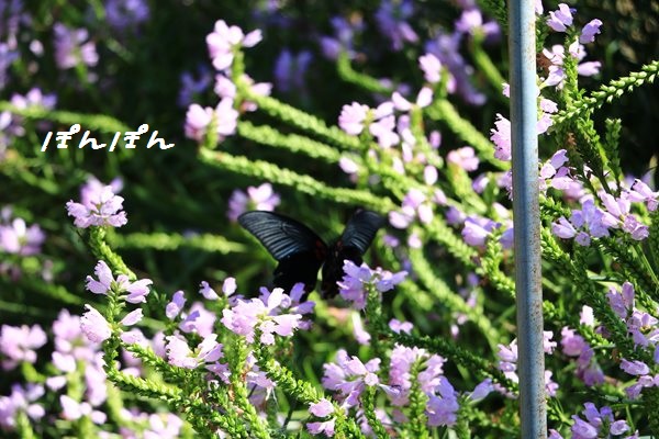 f:id:livescalmly:20150924172731j:plain f:id:livescalmly:20150924172731j:plain