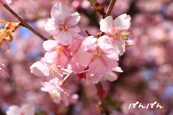 f:id:livescalmly:20160309203635j:plain f:id:livescalmly:20160309203635j:plain