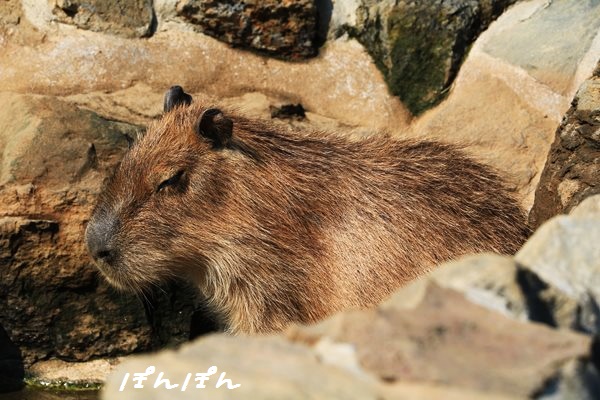 f:id:livescalmly:20160321202634j:plain f:id:livescalmly:20160321202634j:plain