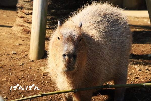 f:id:livescalmly:20160321202636j:plain f:id:livescalmly:20160321202636j:plain