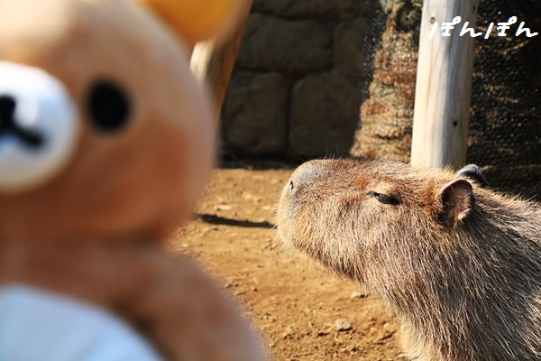 f:id:livescalmly:20160321202637j:plain f:id:livescalmly:20160321202637j:plain