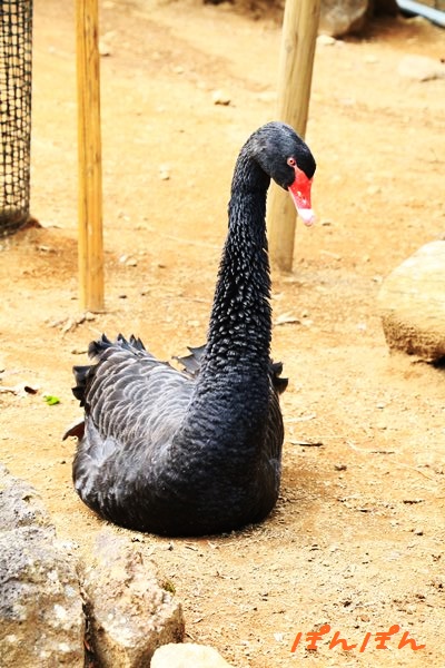 f:id:livescalmly:20160322152211j:plain