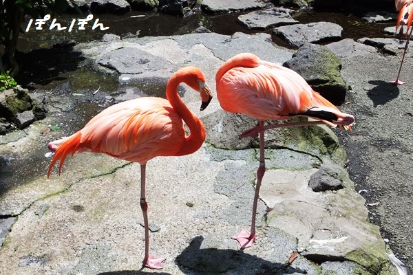 f:id:livescalmly:20160322153420j:plain