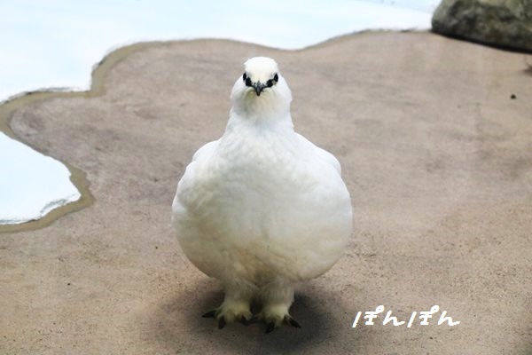 f:id:livescalmly:20160508193702j:plain f:id:livescalmly:20160508193702j:plain