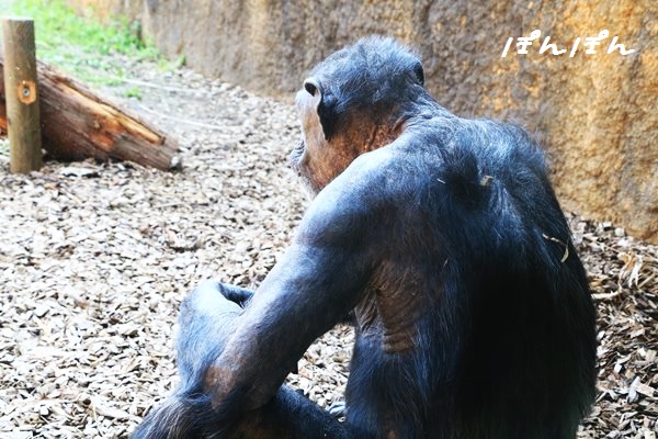 f:id:livescalmly:20160508193704j:plain f:id:livescalmly:20160508193704j:plain