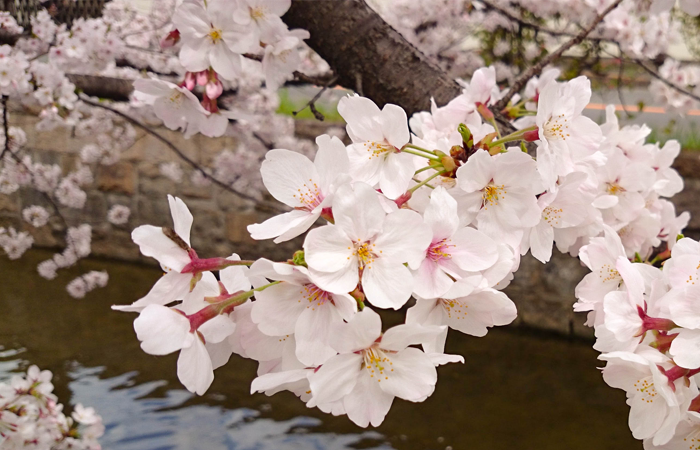f:id:logequal:20160402193715p:plain 玉串川沿いの桜