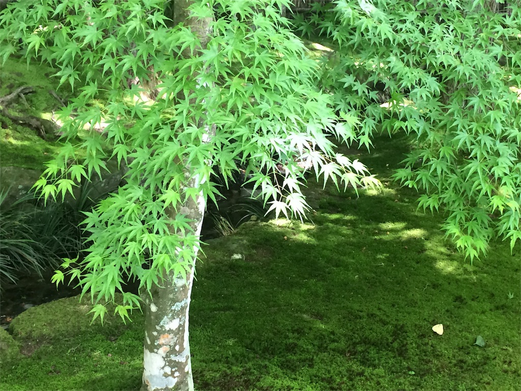 f:id:lolllol:20160514215545j:image