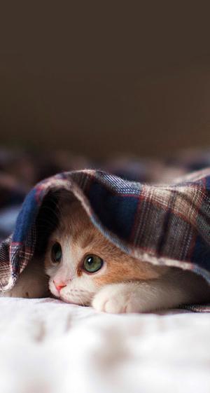 f:id:lord_cashew:20140611131055j:plain