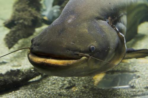 f:id:lord_cashew:20140819141307j:plain f:id:lord_cashew:20140819141307j:plain