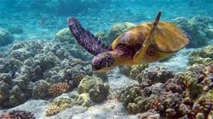 f:id:lord_cashew:20150817192045j:plain f:id:lord_cashew:20150817192045j:plain