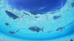 f:id:lord_cashew:20150817192107j:plain f:id:lord_cashew:20150817192107j:plain