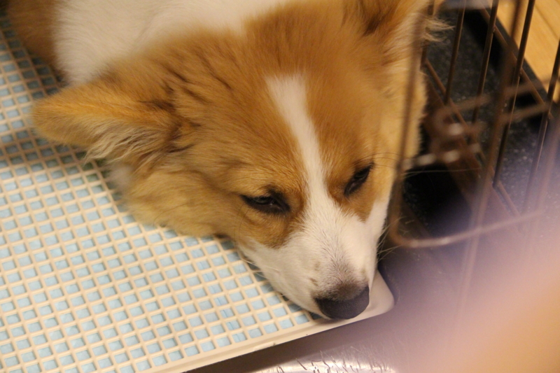 f:id:love-ojyaga:20150508211729j:plain f:id:love-ojyaga:20150508211729j:plain