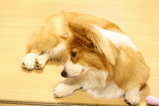 f:id:love-ojyaga:20160129125559j:image f:id:love-ojyaga:20160129125559j:image
