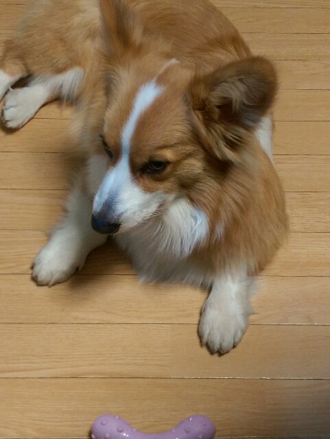 f:id:love-ojyaga:20160216173306j:image f:id:love-ojyaga:20160216173306j:image