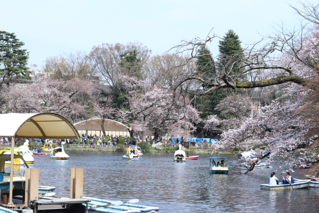 井の頭公園に行ってきました! お花見散歩♪ コーギーおじゃが♪ ほくほく成長記 井の頭公園に行ってきました! お花見散歩♪ コーギーおじゃが♪ ほくほく成長記