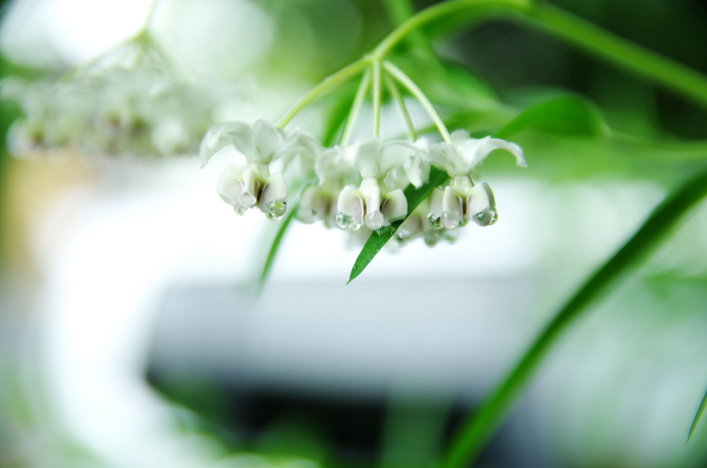 f:id:lunatic_jing:20160609214912j:plain f:id:lunatic_jing:20160609214912j:plain