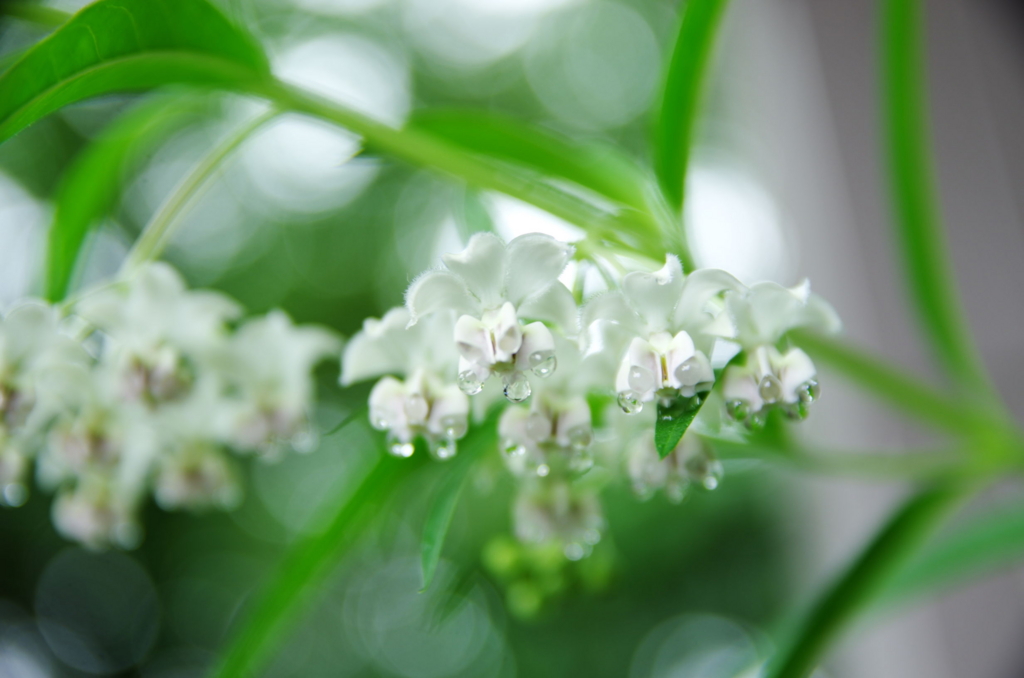 f:id:lunatic_jing:20160609214949j:plain f:id:lunatic_jing:20160609214949j:plain
