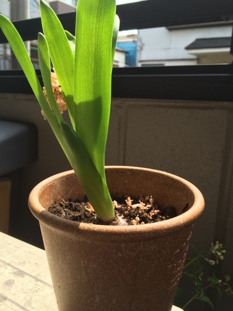 f:id:lurker:20150409120435j:plain f:id:lurker:20150409120435j:plain