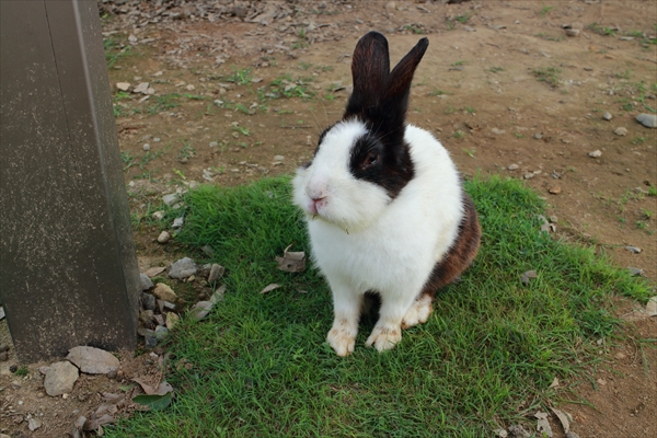 f:id:lynrabbit:20140719142934j:plain f:id:lynrabbit:20140719142934j:plain