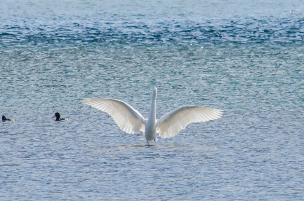 f:id:lynx168:20130216145601j:image:w640 f:id:lynx168:20130216145601j:image:w640