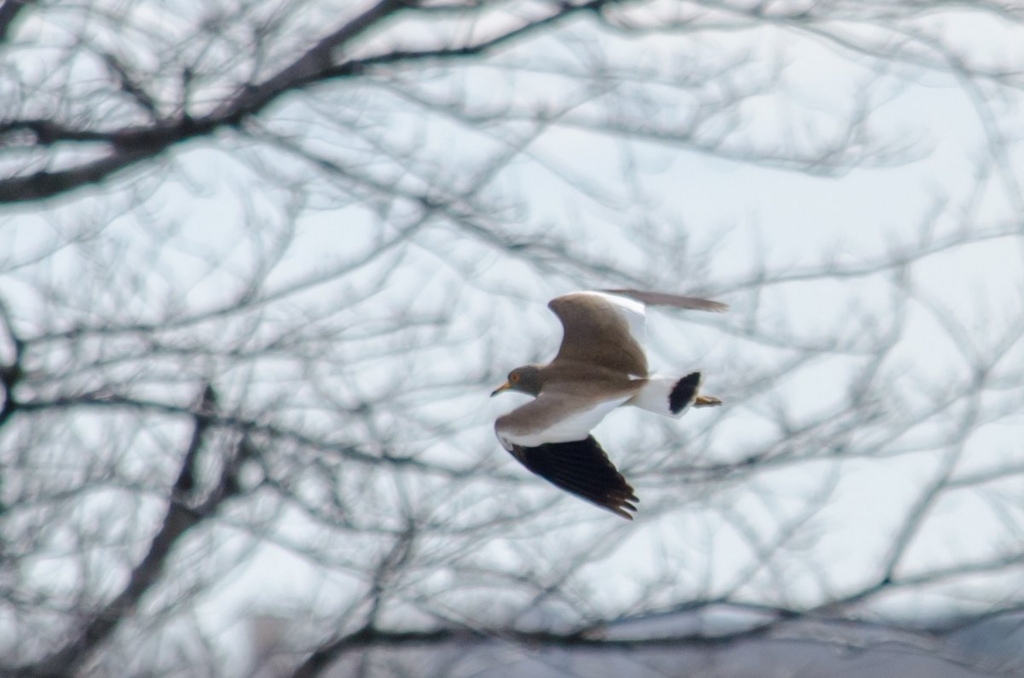 f:id:lynx168:20130220120508j:image:w640 f:id:lynx168:20130220120508j:image:w640