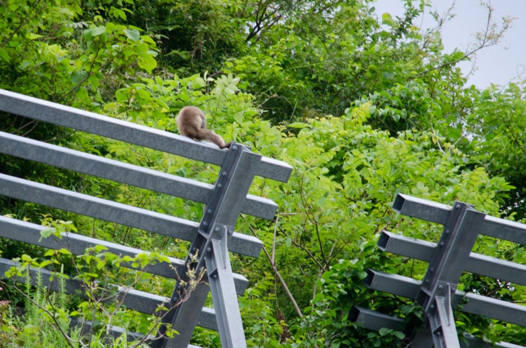 f:id:lynx168:20140712231202j:plain f:id:lynx168:20140712231202j:plain