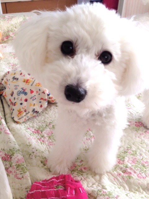 f:id:m-chou06181120146:20150304224356j:plain f:id:m-chou06181120146:20150304224356j:plain