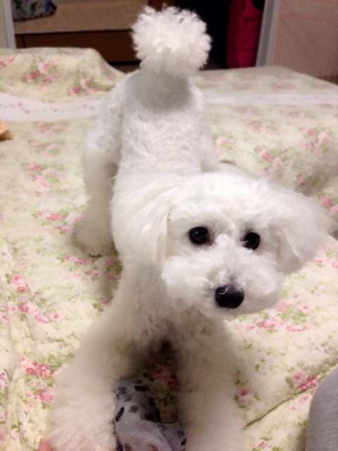 f:id:m-chou06181120146:20150304224412j:plain f:id:m-chou06181120146:20150304224412j:plain