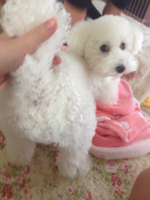 f:id:m-chou06181120146:20150304224435j:plain f:id:m-chou06181120146:20150304224435j:plain